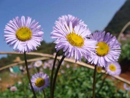 CAS 116122-36-2 Erigeron Breviscapus Extract Breviscapine Powder