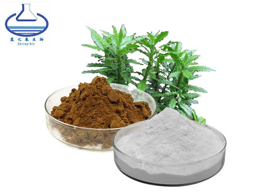 HPLC UV Pure Erythritol Powder , 1% 99% Huperzia Serrata Extract