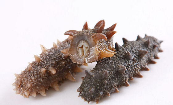 Anti aging Sea Cucumber Powder Food Grade For Improve Immunity